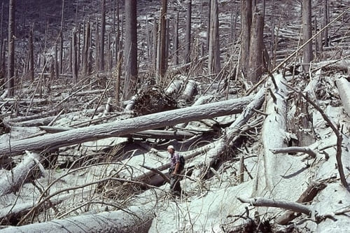 Photo of volcanic ash covering trees by Hinckley.